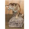 Image 4 : Big Life-sized "Snarling" WOLF on a Natural Base with Wheels