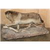 Image 5 : Big Life-sized "Snarling" WOLF on a Natural Base with Wheels