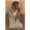 Image 7 : Big Life-sized "Snarling" WOLF on a Natural Base with Wheels