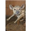 Image 10 : Life-sized BABOON with a Life-sized SPOTTED HYENA on a Natural Base with Wheels