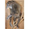 Image 11 : Life-sized BABOON with a Life-sized SPOTTED HYENA on a Natural Base with Wheels