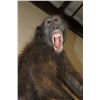 Image 12 : Life-sized BABOON with a Life-sized SPOTTED HYENA on a Natural Base with Wheels