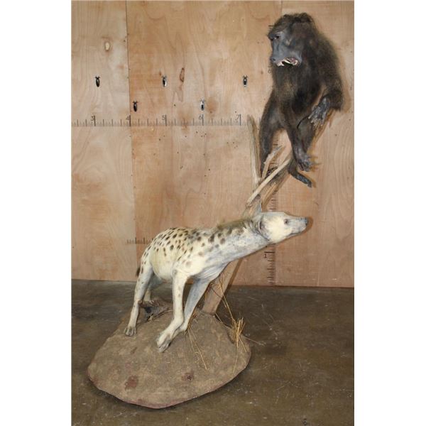 Life-sized BABOON with a Life-sized SPOTTED HYENA on a Natural Base with Wheels