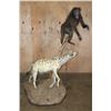 Image 2 : Life-sized BABOON with a Life-sized SPOTTED HYENA on a Natural Base with Wheels