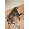 Image 4 : Life-sized BABOON with a Life-sized SPOTTED HYENA on a Natural Base with Wheels