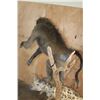Image 8 : Life-sized BABOON with a Life-sized SPOTTED HYENA on a Natural Base with Wheels