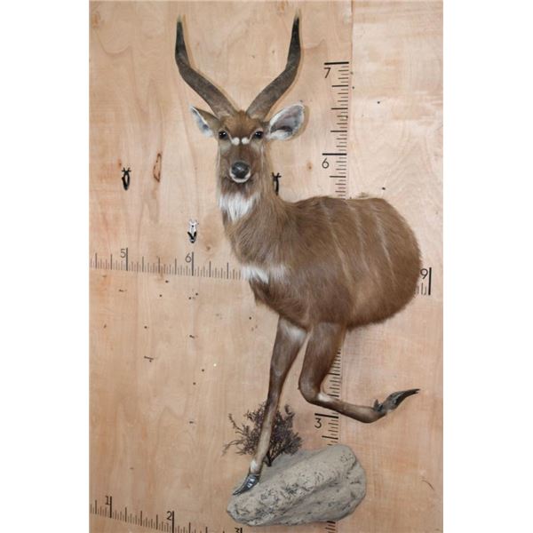 Half-body SITATUNGA on a Decorative Rock, Wall Hanging Base