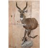 Image 1 : Half-body SITATUNGA on a Decorative Rock, Wall Hanging Base