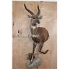 Image 2 : Half-body SITATUNGA on a Decorative Rock, Wall Hanging Base