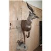 Image 3 : Half-body SITATUNGA on a Decorative Rock, Wall Hanging Base