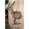 Image 4 : Half-body SITATUNGA on a Decorative Rock, Wall Hanging Base