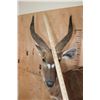 Image 5 : Half-body SITATUNGA on a Decorative Rock, Wall Hanging Base