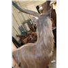 Image 6 : Half-body SITATUNGA on a Decorative Rock, Wall Hanging Base