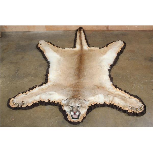 XL MOUNTAIN LION or COUGAR Rug with its Mounted Head and a Double Felted Backing