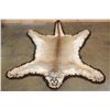 Image 1 : XL MOUNTAIN LION or COUGAR Rug with its Mounted Head and a Double Felted Backing