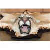 Image 2 : XL MOUNTAIN LION or COUGAR Rug with its Mounted Head and a Double Felted Backing