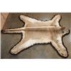 Image 3 : XL MOUNTAIN LION or COUGAR Rug with its Mounted Head and a Double Felted Backing