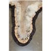 Image 4 : XL MOUNTAIN LION or COUGAR Rug with its Mounted Head and a Double Felted Backing