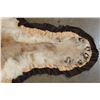 Image 5 : XL MOUNTAIN LION or COUGAR Rug with its Mounted Head and a Double Felted Backing