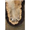 Image 6 : XL MOUNTAIN LION or COUGAR Rug with its Mounted Head and a Double Felted Backing