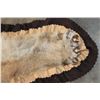 Image 7 : XL MOUNTAIN LION or COUGAR Rug with its Mounted Head and a Double Felted Backing