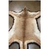 Image 8 : XL MOUNTAIN LION or COUGAR Rug with its Mounted Head and a Double Felted Backing