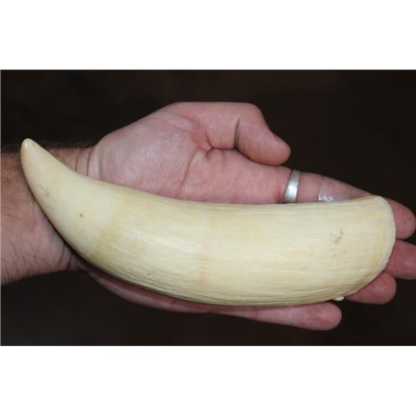 Pre-1972 XL Unpolished SPERM WHALE Tooth