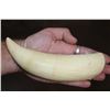 Image 1 : Pre-1972 XL Unpolished SPERM WHALE Tooth