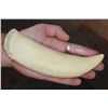 Image 4 : Pre-1972 XL Unpolished SPERM WHALE Tooth