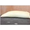 Image 6 : Pre-1972 XL Unpolished SPERM WHALE Tooth