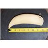 Image 7 : Pre-1972 XL Unpolished SPERM WHALE Tooth