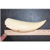 Image 10 : Pre 1972 XL Polished SPERM WHALE Tooth Displayed on a Wood Stand