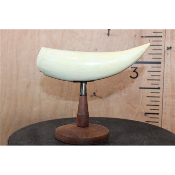 Pre 1972 XL Polished SPERM WHALE Tooth Displayed on a Wood Stand