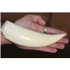 Image 2 : Pre 1972 XL Polished SPERM WHALE Tooth Displayed on a Wood Stand