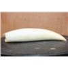 Image 9 : Pre 1972 XL Polished SPERM WHALE Tooth Displayed on a Wood Stand