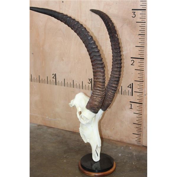 SABLE Skull on a Custom Table Pedestal