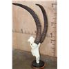 Image 1 : SABLE Skull on a Custom Table Pedestal