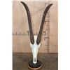 Image 3 : SABLE Skull on a Custom Table Pedestal