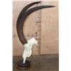Image 4 : SABLE Skull on a Custom Table Pedestal