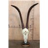 Image 5 : SABLE Skull on a Custom Table Pedestal