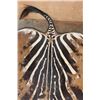Image 4 : Big ZEBRA Hide Rug with Carpet Backing and Leather Piping