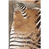 Image 5 : Big ZEBRA Hide Rug with Carpet Backing and Leather Piping