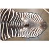 Image 7 : Big ZEBRA Hide Rug with Carpet Backing and Leather Piping