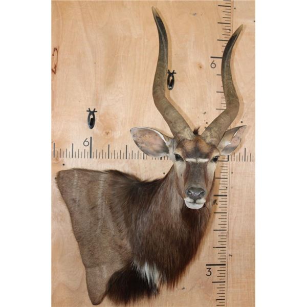 Big NYALA Wall Pedestal Mount