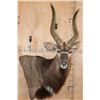 Image 1 : Big NYALA Wall Pedestal Mount