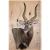 Image 2 : Big NYALA Wall Pedestal Mount
