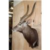 Image 3 : Big NYALA Wall Pedestal Mount