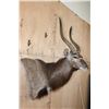 Image 4 : Big NYALA Wall Pedestal Mount