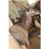 Image 5 : Big NYALA Wall Pedestal Mount