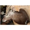 Image 6 : Big NYALA Wall Pedestal Mount
